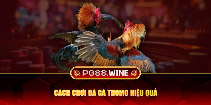 Cách chơi đá gà thomo hiệu quả